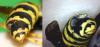 Polistes dominula